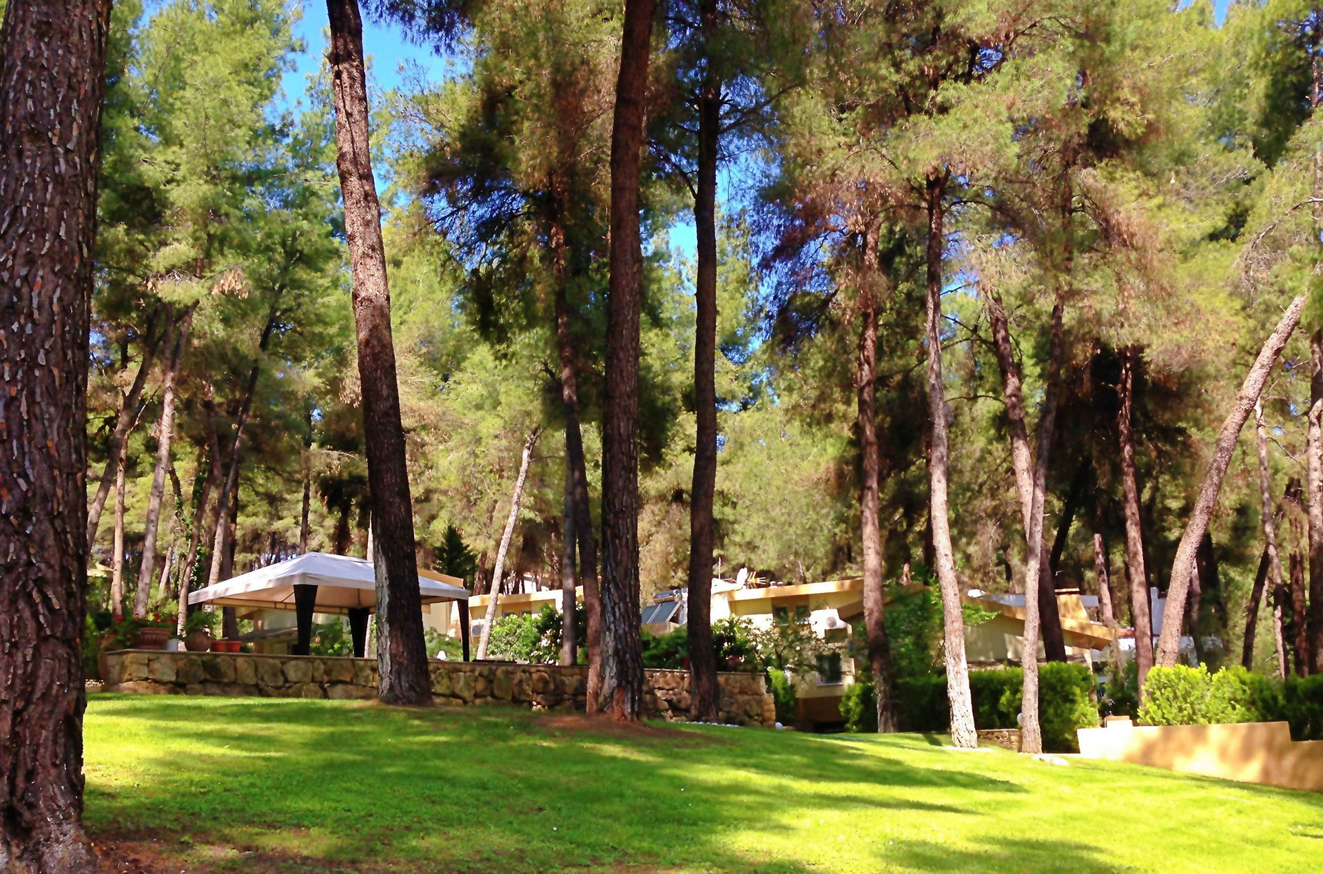 Sani Cape Villas - most of the green garden with tall pine-trees