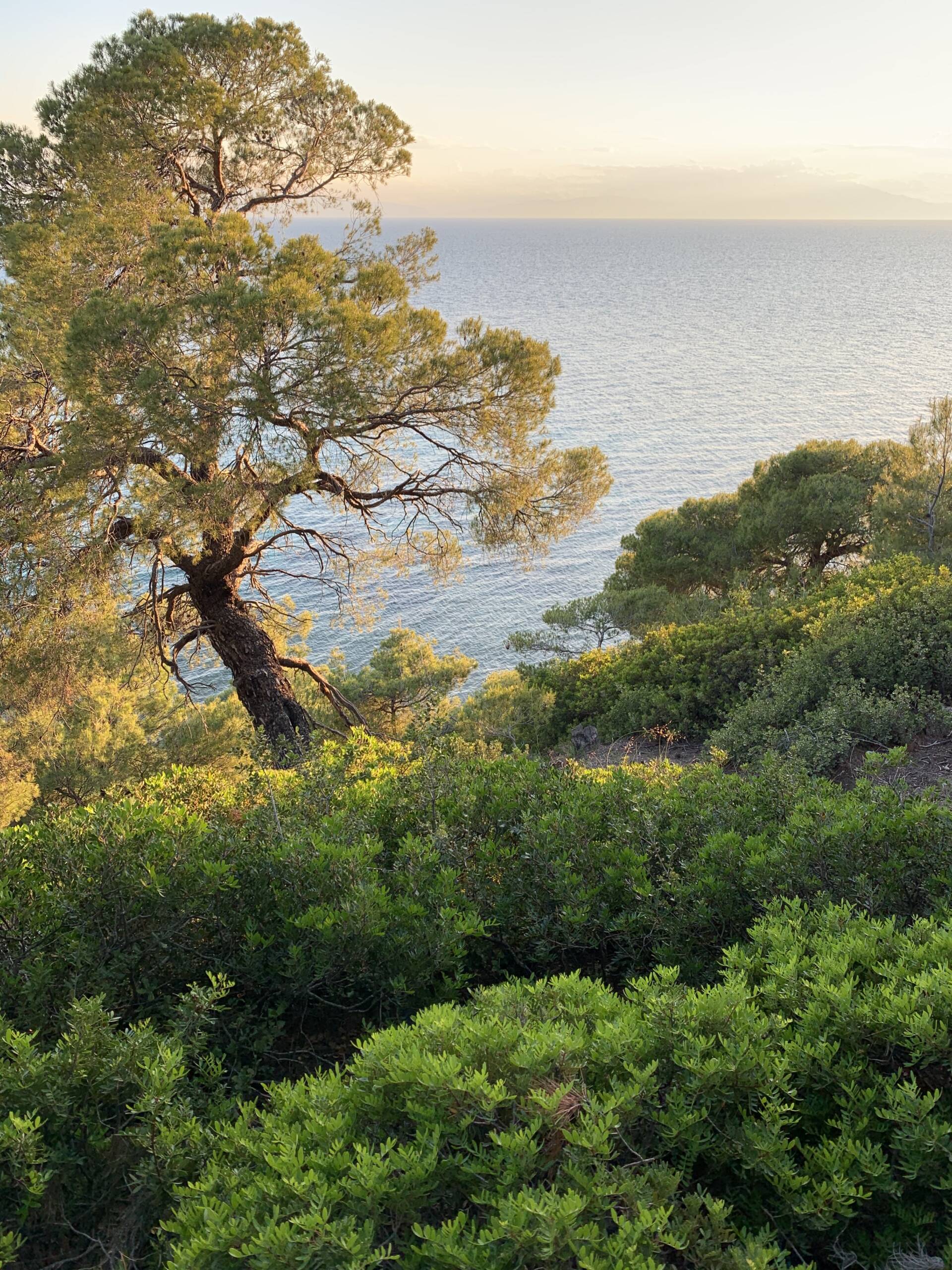 A tree sticking out of Sani forest with the Aegean Sea in the background